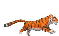 tiger